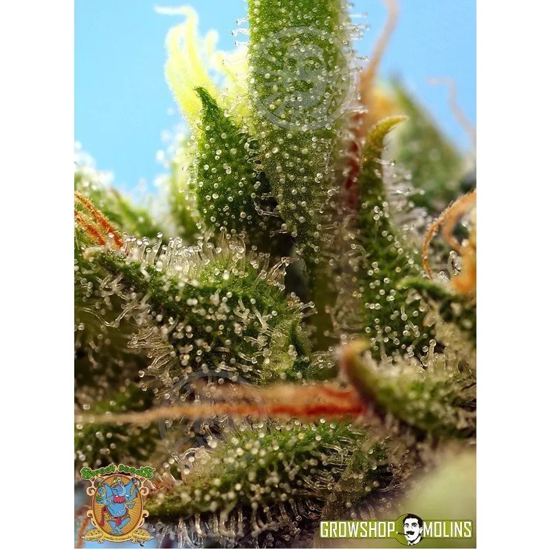 Strawberry Banana Gelato XL Auto Grow Shop Molins