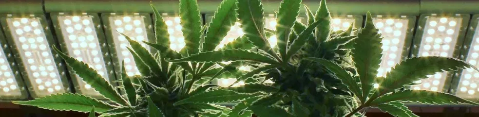 Cultivo interior de marihuana - Grow Shop Molins
