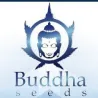 Manufacturer - Buddha Seeds