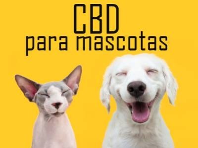 Beneficios del CBD para mascotas