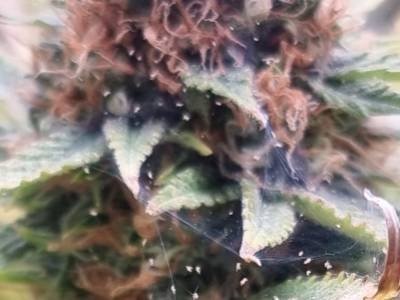Como matar araña roja en plantas de marihuana